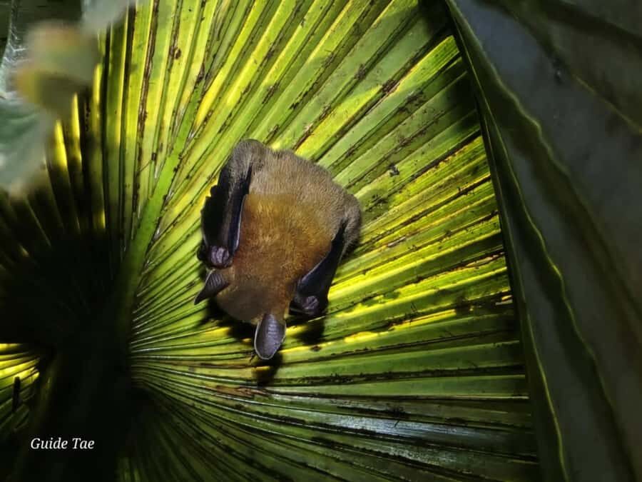 Ban Khao Sok: Rafting, Cooking, & Night Jungle Trek Tour - An In-Depth Look at the Tour