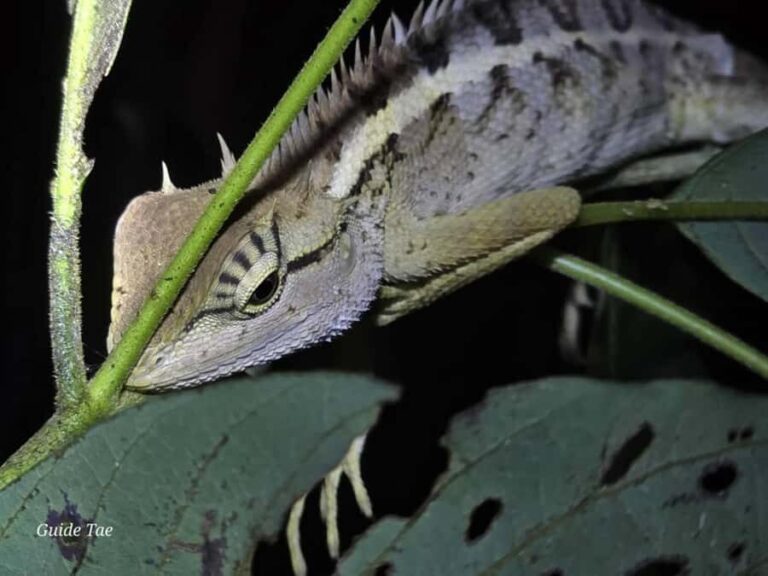 Ban Khao Sok: Rafting, Cooking, & Night Jungle Trek Tour - Why This Tour is a Great Choice for Your Khao Sok Adventure