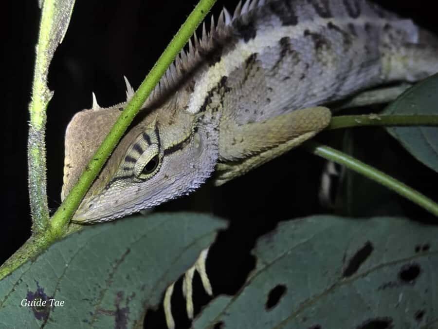 Ban Khao Sok: Rafting, Cooking, & Night Jungle Trek Tour - Why This Tour is a Great Choice for Your Khao Sok Adventure