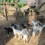 Bandipur: First hand rural cultural experience at homestay - The Itinerary: What You Can Expect