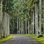 BANDUNG TO JAKARTA: Tea Plantation and Botanical Garden Tour - Who Would Love This Tour?