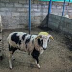 Bangalore: Big Barn Farm Visit with Animal Interactions - The Overall Experience