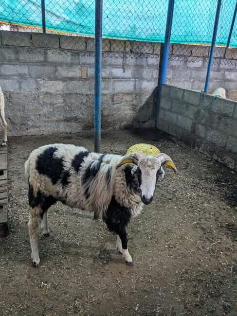 Bangalore: Big Barn Farm Visit with Animal Interactions - The Overall Experience