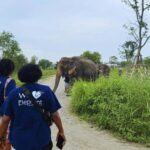 Bangkok: Elephant Sanctuary Guided Tour with Hotel Transfers - Practical Details and Tips for Your Visit