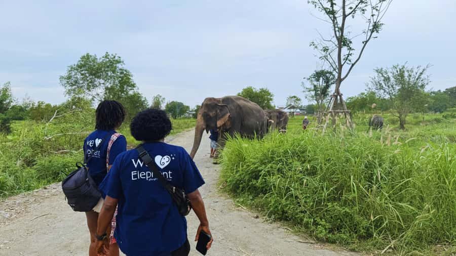 Bangkok: Elephant Sanctuary Guided Tour with Hotel Transfers - Practical Details and Tips for Your Visit
