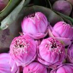 Bangkok Lotus Fields, Orchid Farm, and Flower Market Tour - Analyzing the Value