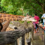 Bangkok/Pattaya: Khao Kheow Zoo Private Tour with Pickup - Inside the Zoo: What You Can Expect