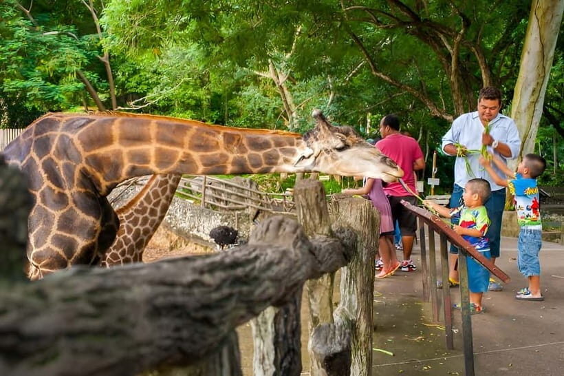 Bangkok/Pattaya: Khao Kheow Zoo Private Tour with Pickup - Inside the Zoo: What You Can Expect