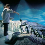 Bangkok: SEA LIFE Bangkok Ocean World Entry Ticket - Price and Value