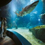 Bangkok: SEA LIFE Bangkok Ocean World Entry Ticket - Practical Details for Visitors