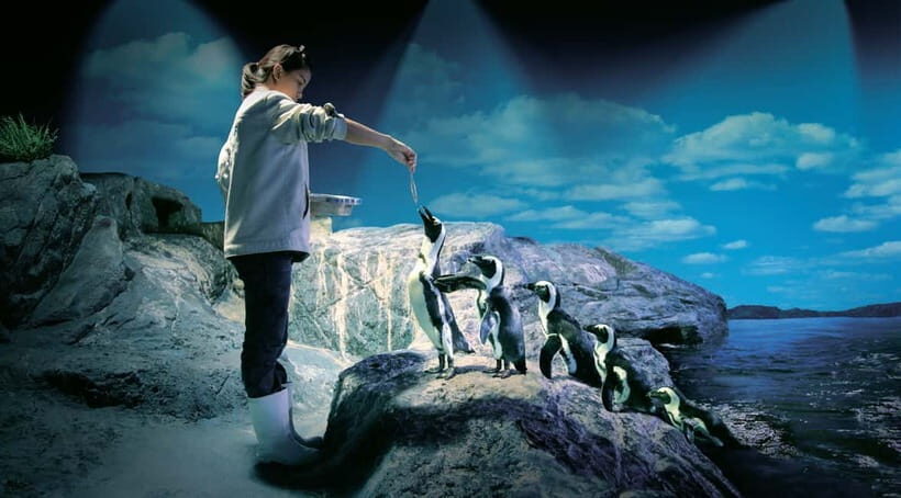 Bangkok: SEA LIFE Bangkok Ocean World Entry Ticket - Price and Value