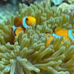 Bantayan Island: Intro Freediving Experience - Who Should Consider This Experience?