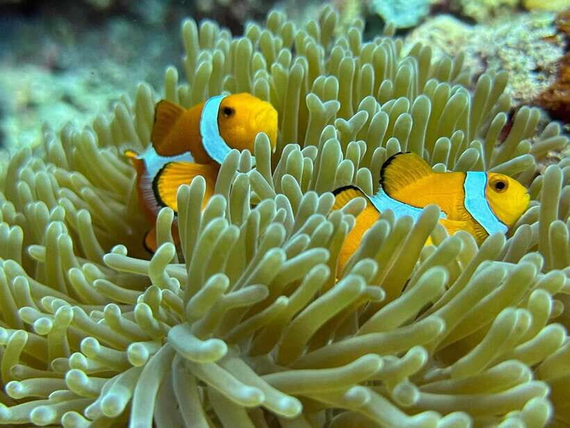 Bantayan Island: Intro Freediving Experience - Who Should Consider This Experience?