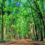 Banyuwangi: 2-Day Adventure with Baluran National Park - Practical Details & Tips