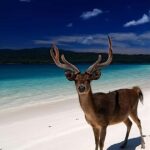 Banyuwangi: Deer and Tabuhan Island Snorkeling 12 Hours Trip - Practical Details and What You Need to Know