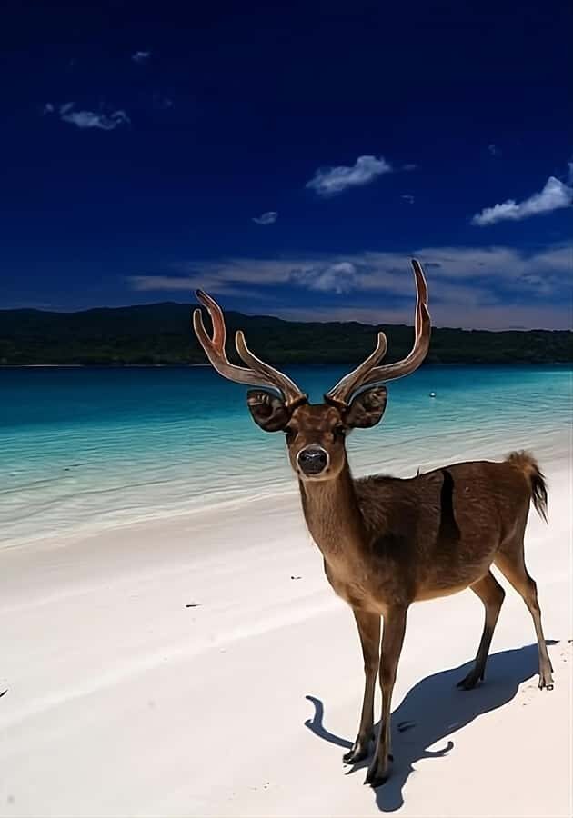 Banyuwangi: Deer and Tabuhan Island Snorkeling 12 Hours Trip - Practical Details and What You Need to Know