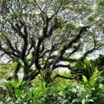 Banyuwangi: Jawatan Forest, Island Hopping, & Sunset Tour - The Practical Side: What to Expect