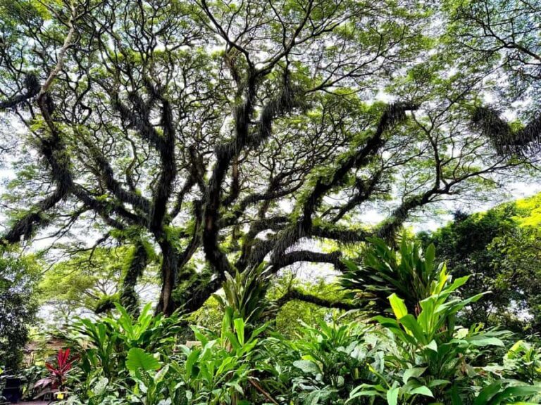 Banyuwangi: Jawatan Forest, Island Hopping, & Sunset Tour - The Practical Side: What to Expect