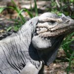 Barahona: Lake Enriquillo Discovery Tour - Practical Insights for Travelers