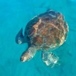 Barbados: 1-Hr Snorkeling Adventure with Supreme Watersports - What to Expect from the Snorkeling Adventure