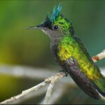 Barbados Bird Watching Experience (Transport Included) - Practical Details and Value
