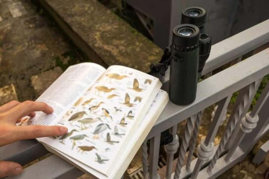 Barbados: Bird Watching Experience - Value and Experience