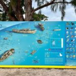 Barbados: Carlisle Bay Beach Day and Turtle Swim Experience - The Sum Up