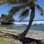 Barbados Island Tour, Monkey feeding & Swimming with the Turtles - FAQs