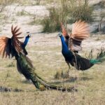 Bardia Tiger Tracking Tour 5 Nights 6 Days Full Package - Who Would Love This Experience?