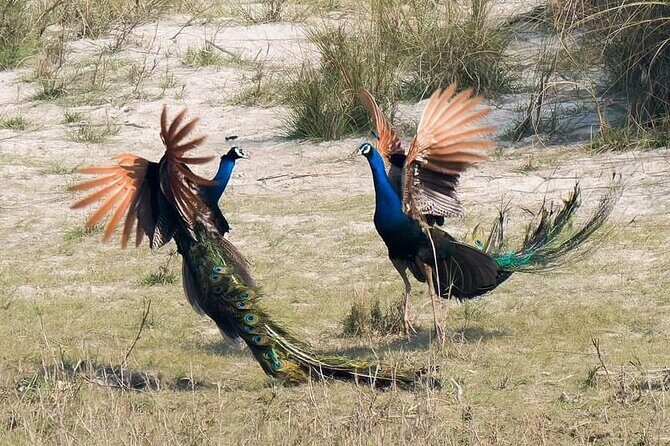 Bardia Tiger Tracking Tour 5 Nights 6 Days Full Package - Who Would Love This Experience?