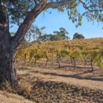 Barossa Valley Wine Tour - Why This Tour Offers Great Value