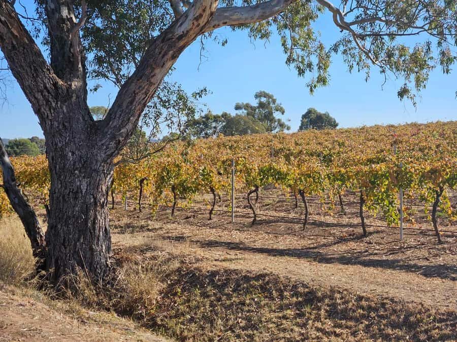 Barossa Valley Wine Tour - Why This Tour Offers Great Value
