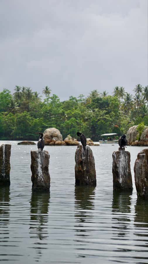 Bat Watching & Cinnamon experience -Koggala - A Deep Dive into the Koggala Lake Experience