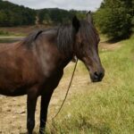 Batangas, Philippines: Boat Ride Tour & Horseback Day Trip - A Closer Look at the Itinerary and Experience