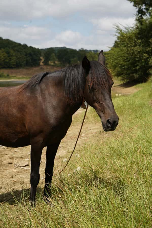Batangas, Philippines: Boat Ride Tour & Horseback Day Trip - A Closer Look at the Itinerary and Experience