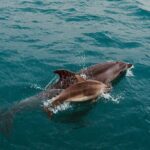 Bay of Islands Hole in the Rock Cruise Day Tour - Exploring Whangarei and Whangarei Falls