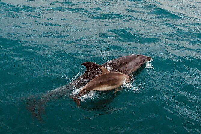 Bay of Islands Hole in the Rock Cruise Day Tour - Exploring Whangarei and Whangarei Falls