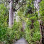 Bay of Islands: Puketi Kauri Forest Guided Tour - Additional Highlights