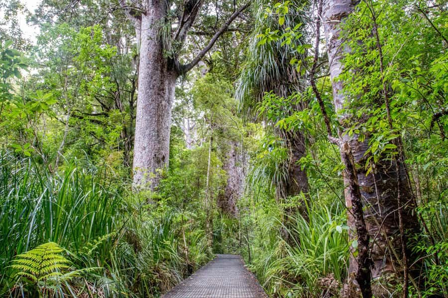 Bay of Islands: Puketi Kauri Forest Guided Tour - Additional Highlights