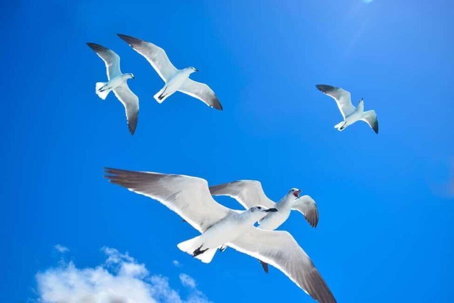 Bayahibe: Full-Day Saona Island Excursion - The Good, the Bad, and the Practical