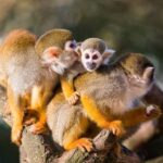 Bayahibe: Monkeyland and Country House Tour with Pickup - An In-Depth Look at the Experience