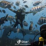 Bayahibe: Scuba Diving Initiation by Go Dive Bayahibe - The Itinerary: What You Can Expect