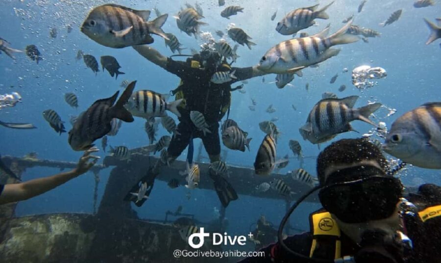 Bayahibe: Scuba Diving Initiation by Go Dive Bayahibe - The Itinerary: What You Can Expect
