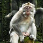 Beauty of Ubud, Rice Terrace, Temple, Monkey Forest, Waterfall - What Travelers Say