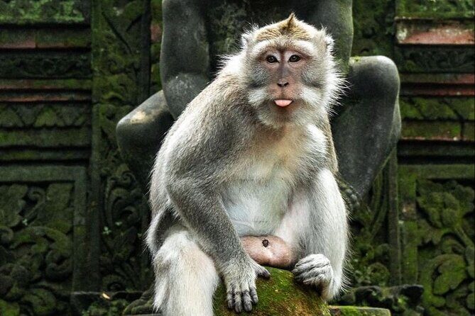 Beauty of Ubud, Rice Terrace, Temple, Monkey Forest, Waterfall - What Travelers Say