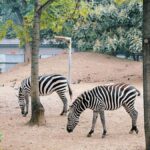 Beijing: Beijing Zoo Entry Ticket - Detailed Tour Breakdown