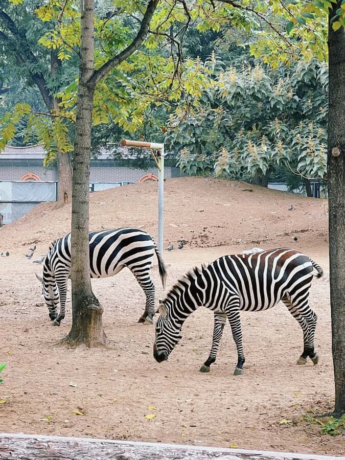 Beijing: Beijing Zoo Entry Ticket - Detailed Tour Breakdown