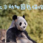 Beijing: Panda House Ticket (Zoo) October-limited Discount - The Sum Up: Is This Experience Worth It?