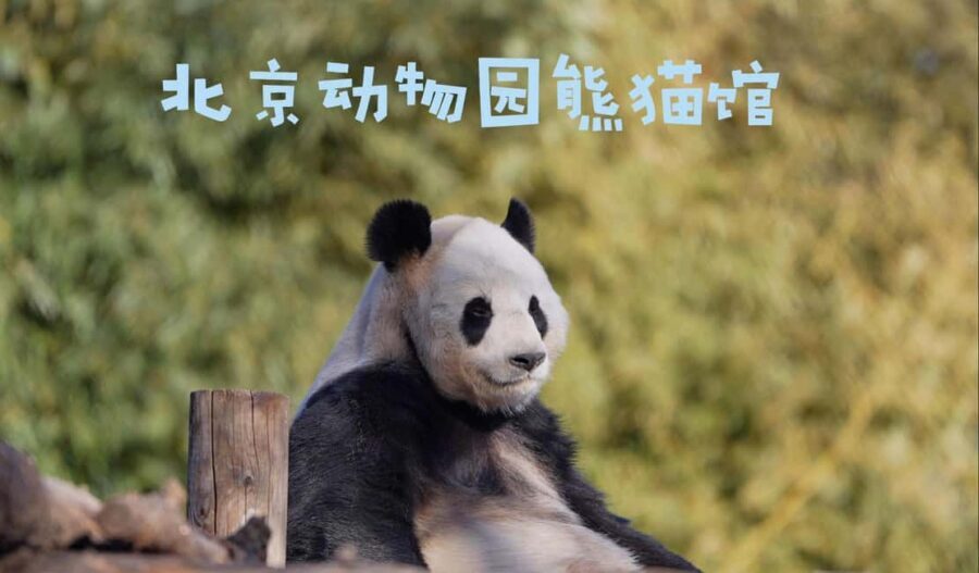 Beijing: Panda House Ticket (Zoo) October-limited Discount - The Sum Up: Is This Experience Worth It?