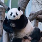 Beijing: Panda Pavilion Tickets - Final Thoughts